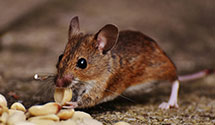 24 Hour & Emergency Exterminators in Pequop, NV